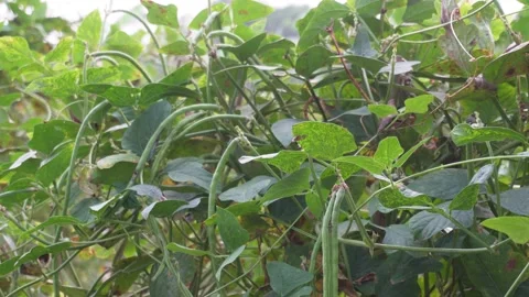 Yard long beans 스톡 동영상 342270018