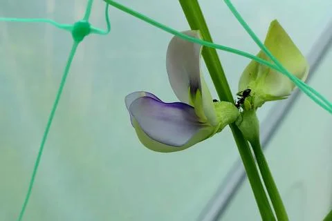 Yard Long Beans. 写真素材