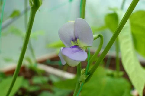 Yard Long Beans. Stock Photos