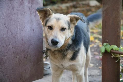 A yard mongrel dog on a chain peeks out of the gates of the house, a guard do Stock Photos