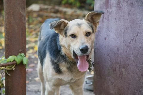 A yard mongrel dog on a chain peeks out of the gates of the house, a guard do Foto stock