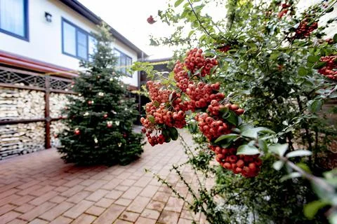 Yard with New Year tree Stock Photos
