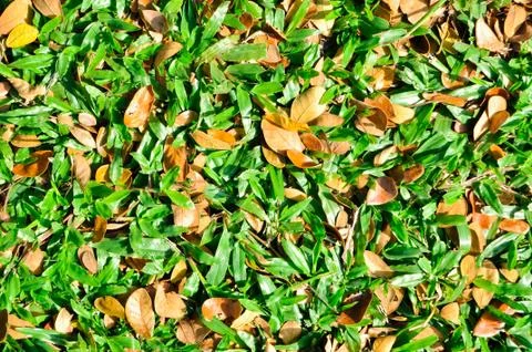 Yard pattern Stock Photos