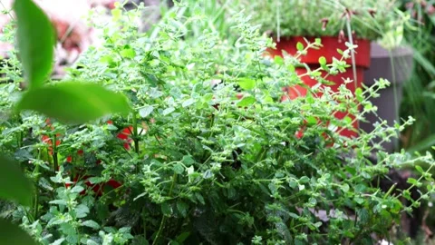 Yard plants in the rain Video stock 134678192