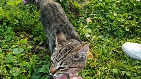 Yard short-haired cat rubs hand, the girl strokes a gray tabby kitten on a green Stock Footage 135359361
