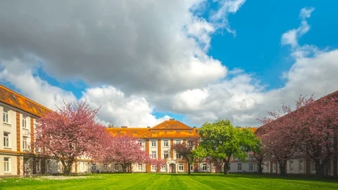 Yard in spring with cherry blossom Stock Footage 87800981