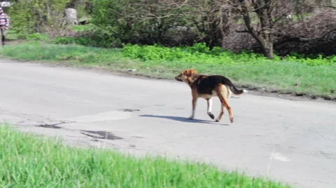 Yard, stray dogs running down the street Stock Footage 49680891