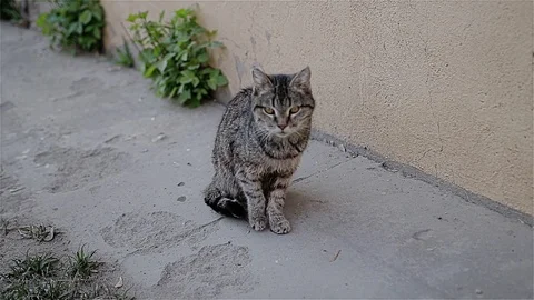 Yard striped cat sitting in the yard. The animal has a very compassionate look. Stock Footage 108936830
