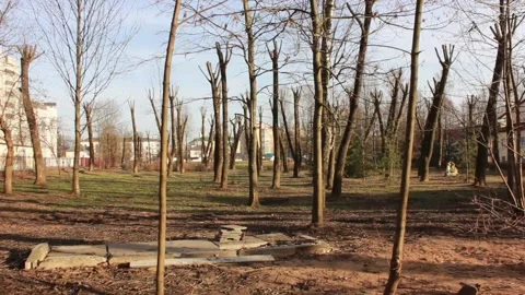 Yard of trees with branches 스톡 동영상 123317887