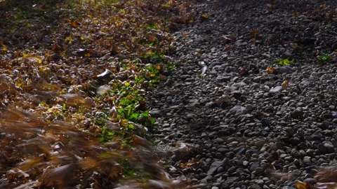 Yard Work Blowing Leaves During Autumn to Reveal Grass and Stones Stock Footage 256120111