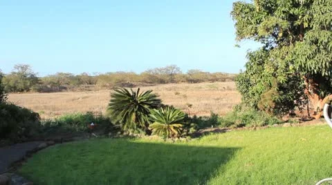 Yard001 動画素材 10730270