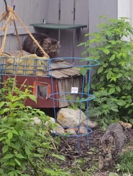 YardCats Stock Photos