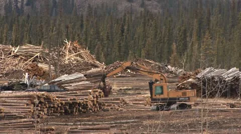 Yarder Moving Logs Trim and Placement Stock Footage 11014866