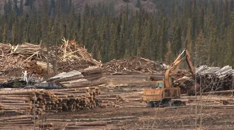 Yarder Moving Logs Trim and Placement 2 Stock Footage 11014927