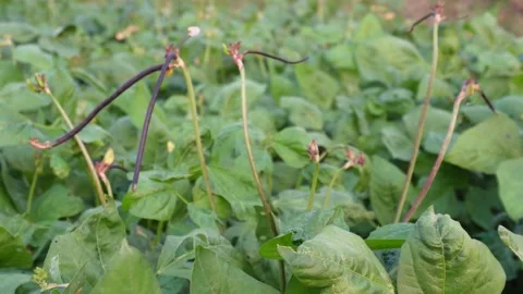 Yardlong bean plants 库存影片 341769306