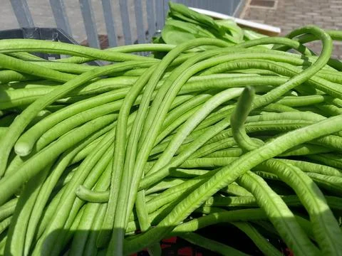 Yardlong bean vegetables Stock Photos