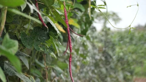 Yardlong bean with water, Yardlong bean growing, Stock Footage 140764586