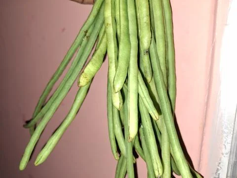 Yardlong beans are slender, nutritious legumes, ideal for stir-fries Stock-Fotos
