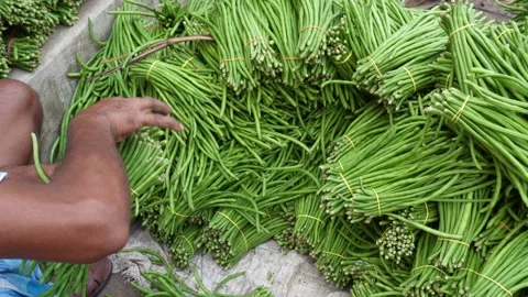 Yardlong beans Stock Footage 346728428