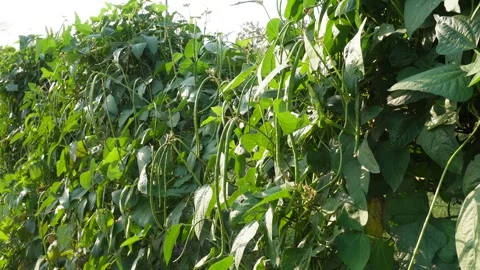 The yardlong beans on its plants Stock Footage 304063957