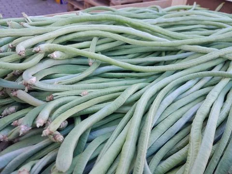 Yardlong vegetables. Long bean vegetables Stock Photos
