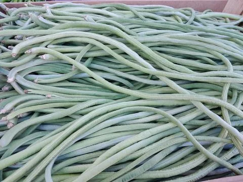 Yardlong vegetables. Long bean vegetables Stock Photos