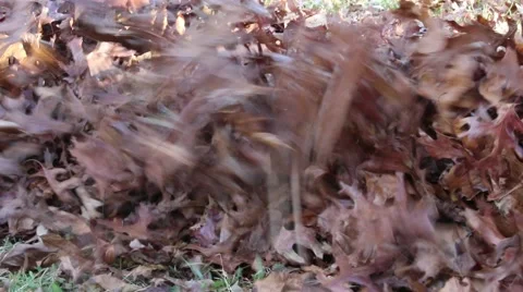 Yardwork/cleanin up leaves Stock Footage 45118692