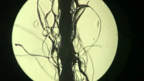 Yarn fiber under a microscope super detail Stock Footage 131698175