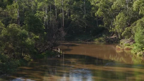 Yarra river flowing through warrandyte state park forest in australia Stockbeeldmateriaal 336359573