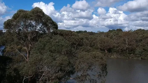 Yarra River Melbourne and Tree Reveals Stock Footage
