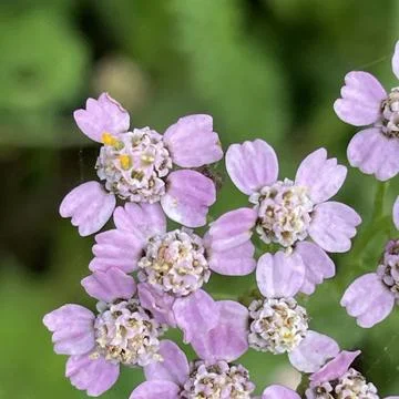 Yarrow bloom close up Foto stock