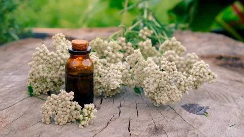 Yarrow extract in a bottle. Selective focus. Stock Footage 289400348