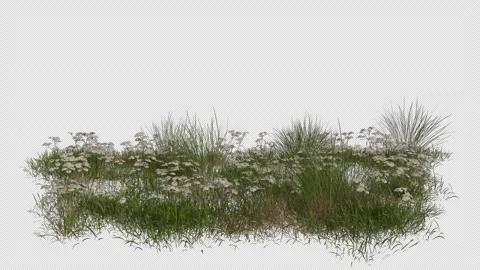 Yarrow Field blowing in the wind Loop Animation. Alpha Channel Stock Footage 308613324