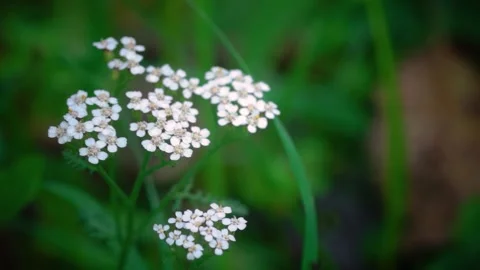 Yarrow flower Stock Footage 222834510