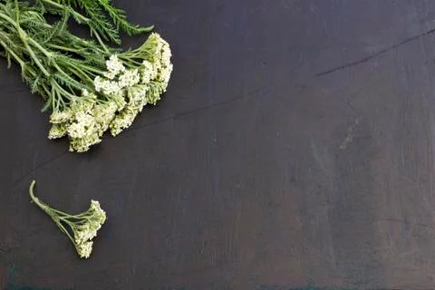Yarrow flowers Stock Photos