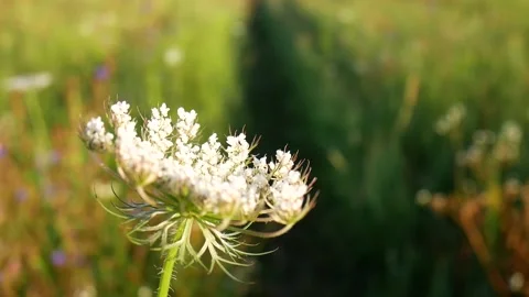 Yarrow Stock Footage 145090597