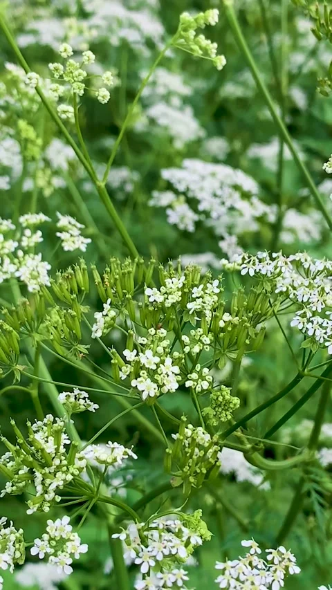 Yarrow Stock Footage 276887276