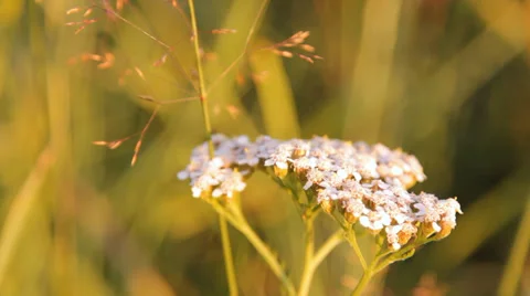 Yarrow herb Stock Footage 36143265