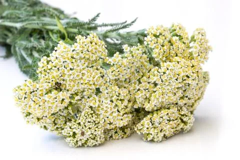 Yarrow herb Stock Photos