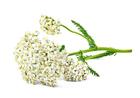 Yarrow herb Stock Photos