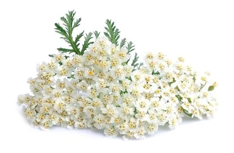 Yarrow herbs Foto stock