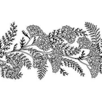 Yarrow Outline Horizontal Seamless Pattern. Stock Illustration