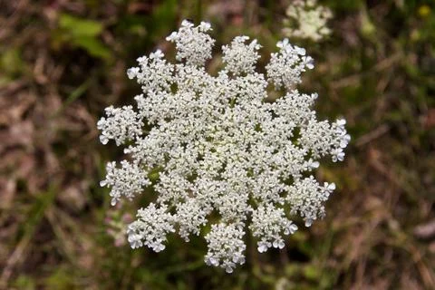 Yarrow Foto stock