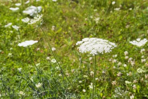 Yarrow Stock Photos