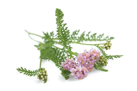 Yarrow Stock Photos