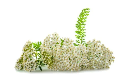 Yarrow Stock Photos