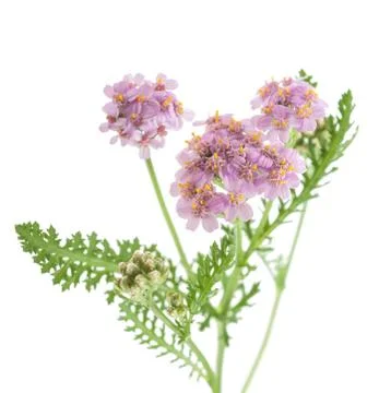 Yarrow Stock Photos