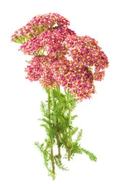 Yarrow Stock Photos