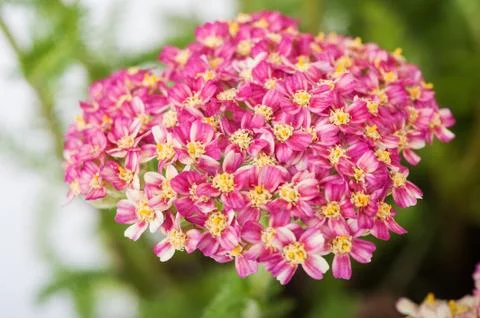 Yarrow Stock Photos