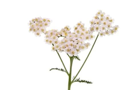 Yarrow Stock Photos